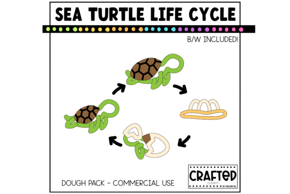 Download Simple Sea Turtle Life Cycle Playdough P - Turtle life Collection